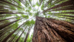 The Trees Are Speaking