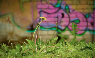 Urban Dandelion photo by Frederick Linge
