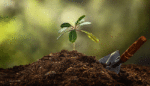 Compost Your Corpse? This Woman Wants to Make It Legal