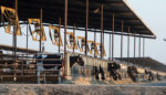What Fossil Fuels and Factory Farms Have in Common