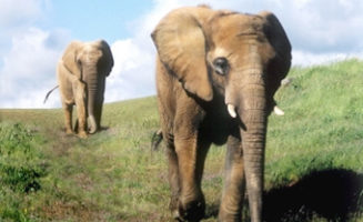 Pawsweb Elephants