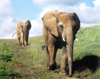 Pawsweb Elephants
