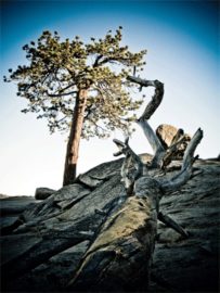 Trees photo by Code Poet