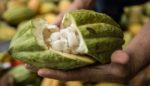 Your Chocolate Might Have Survived This Fungus in Ecuador