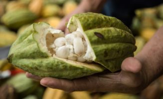 Cacao-Pod-Raw-Seeds-Chocolate-Ecuador.jpg