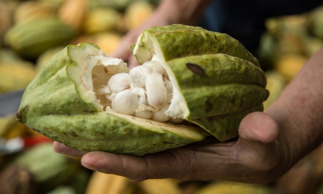 Cacao-Pod-Raw-Seeds-Chocolate-Ecuador.jpg