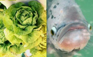 Fish and Salad