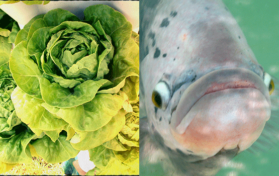Fish and Salad