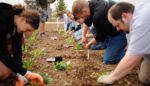 How to Fight Climate Change in Your Own Garden