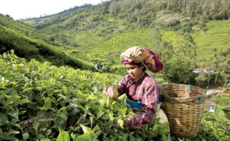 Tea Picker photo by Simon Rawles