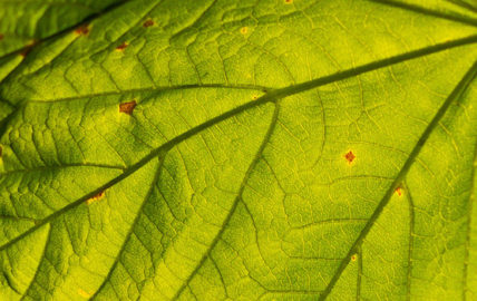 Leaf
