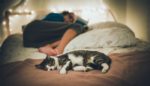 It’s Not Just Sleep That’s Important to Your Well-Being. It’s Dreaming, Too