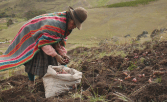 A Quechua woman harvests potatoes at a site more than 13