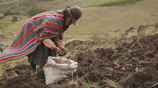 A Quechua woman harvests potatoes at a site more than 13