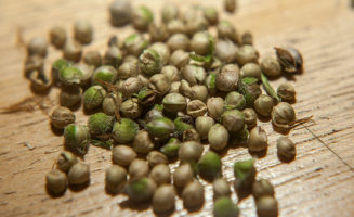 Seeds photo by Prensa 420 / Flickr.