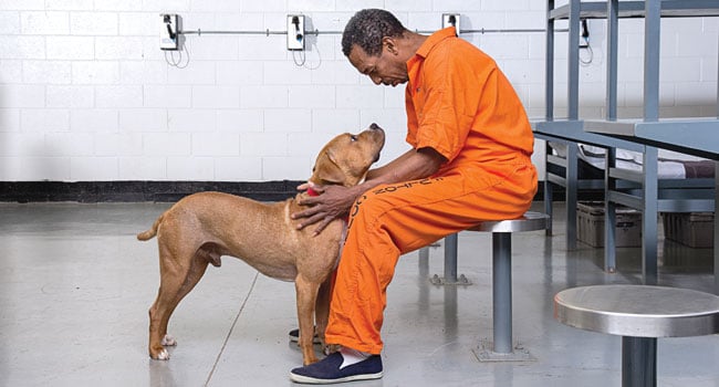 can you have a dog in jail