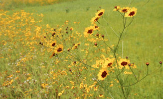 Wildflowers