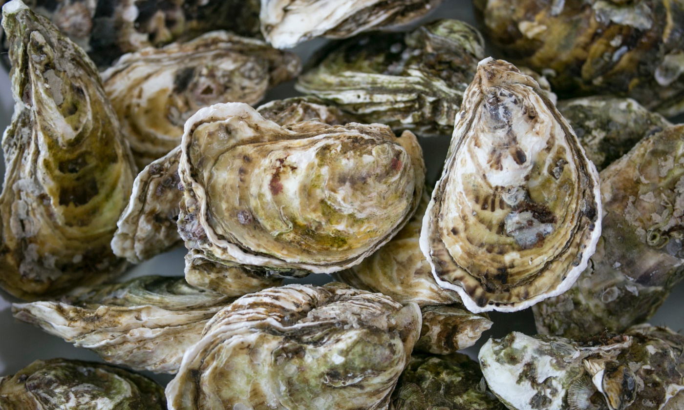 What are oysters and how do they differ atelier yuwa ciao jp