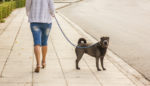The Surprising Link Between Dogs and Neighborhood Segregation