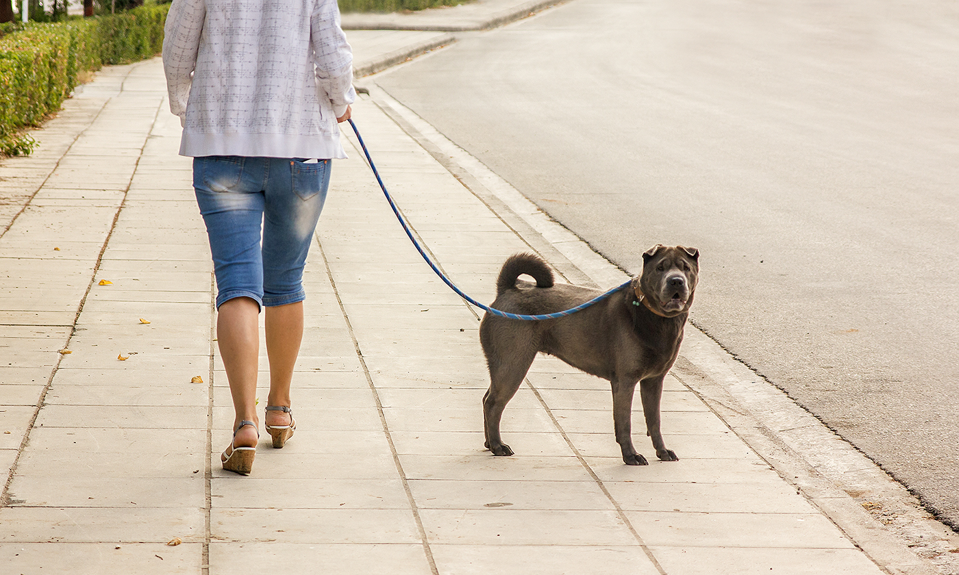 social-segregation-dogs.jpg