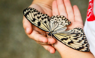 Butterfly picture from Shutterstock