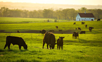 Cows in field