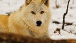 How Wolves Help Yellowstone’s Trees Grow Taller