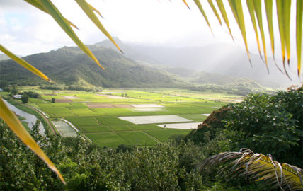 Kauai farm. Photo by Jeff Muceus.