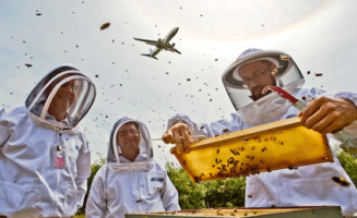 Airport beekeepers