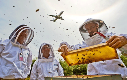 Airport beekeepers