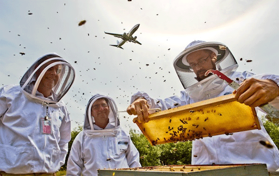 Airport beekeepers