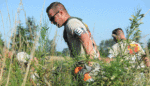 How Inmates, Scientists, and Government Workers Are Teaming Up to Save This Butterfly