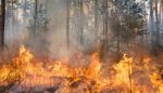 Let Wildfires Burn: Study Shows Forests Bounce Back on Their Own