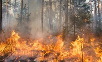 Forets Fires.jpg