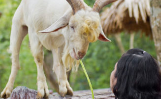 Goat Photo by Mrs. Ya/Shutterstock
