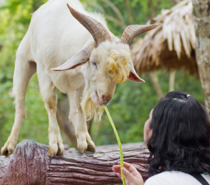 Goat Photo by Mrs. Ya/Shutterstock