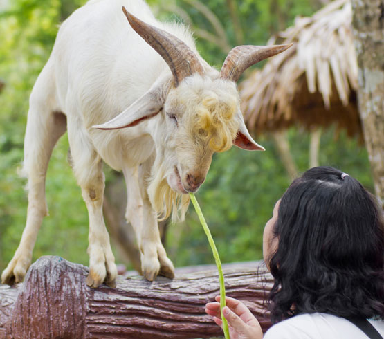 Goat Photo by Mrs. Ya/Shutterstock