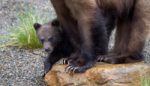 Can Washington State Save the Fewer Than 10 Grizzly Bears It Has Left?