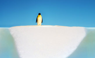 penguinonglacier.jpg
