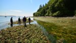 Why Coastal Tribes Are Growing Clam Gardens That Look Like Asian Rice Fields
