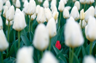 Tulips photo by Paul Nicholson