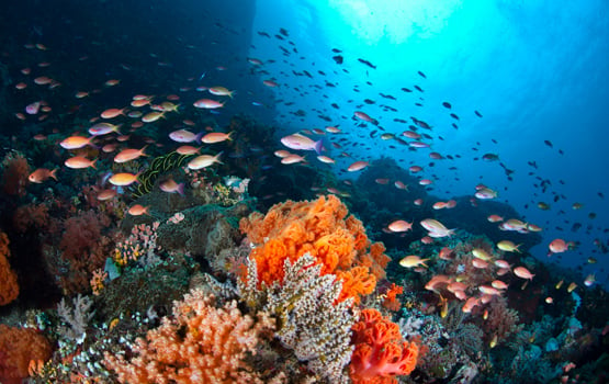 Coral Reefs for Climate Justice? The Oceans Can’t Speak, But They Need Our Help