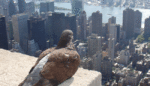 We Aren’t Alone in Our Cities: 12 Ways Animals Have Adapted to Urban Life