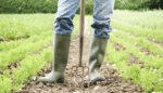 The Radical Homemaker on the First Step to Becoming a Farmer