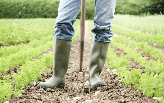 The Radical Homemaker on the First Step to Becoming a Farmer