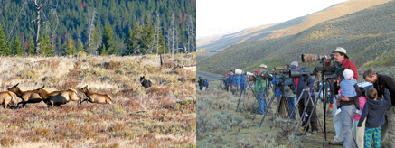 wolf chasing elk photo by Daryl L. Hunter and Tim Higgins