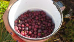 Blackfeet Researcher Leads Her Tribe Back to Traditional Foods