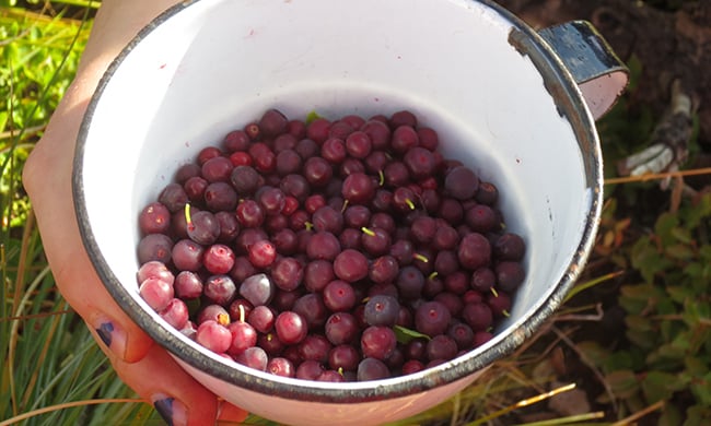 Blackfeet-tribe-native-traditional-food-berries.jpg