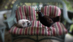 My Chicken Became a Cat—And Taught Me to Imagine a Happier, Healthier World
