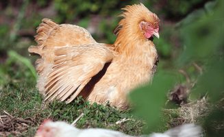 Permaculture Chickens photo by Paul Dunn